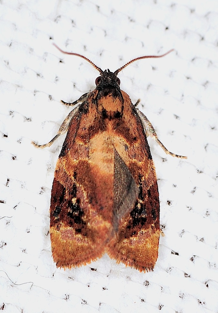 Tortricidae N. 21 - Ditula angustiorana